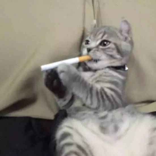 700年前的陶盘，猫认证