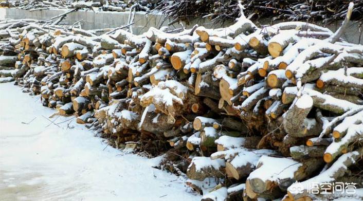 苹果树改造新法,苹果树废枝加工