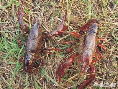 小龙虾养殖一亩投资成本和利润,小龙虾的养殖成本及利润是多少