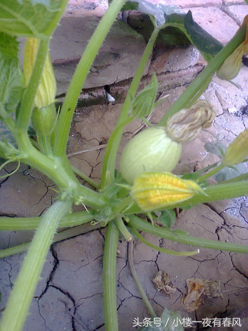 阳台种瓜的做法,绞丝金丝瓜南方种植方法