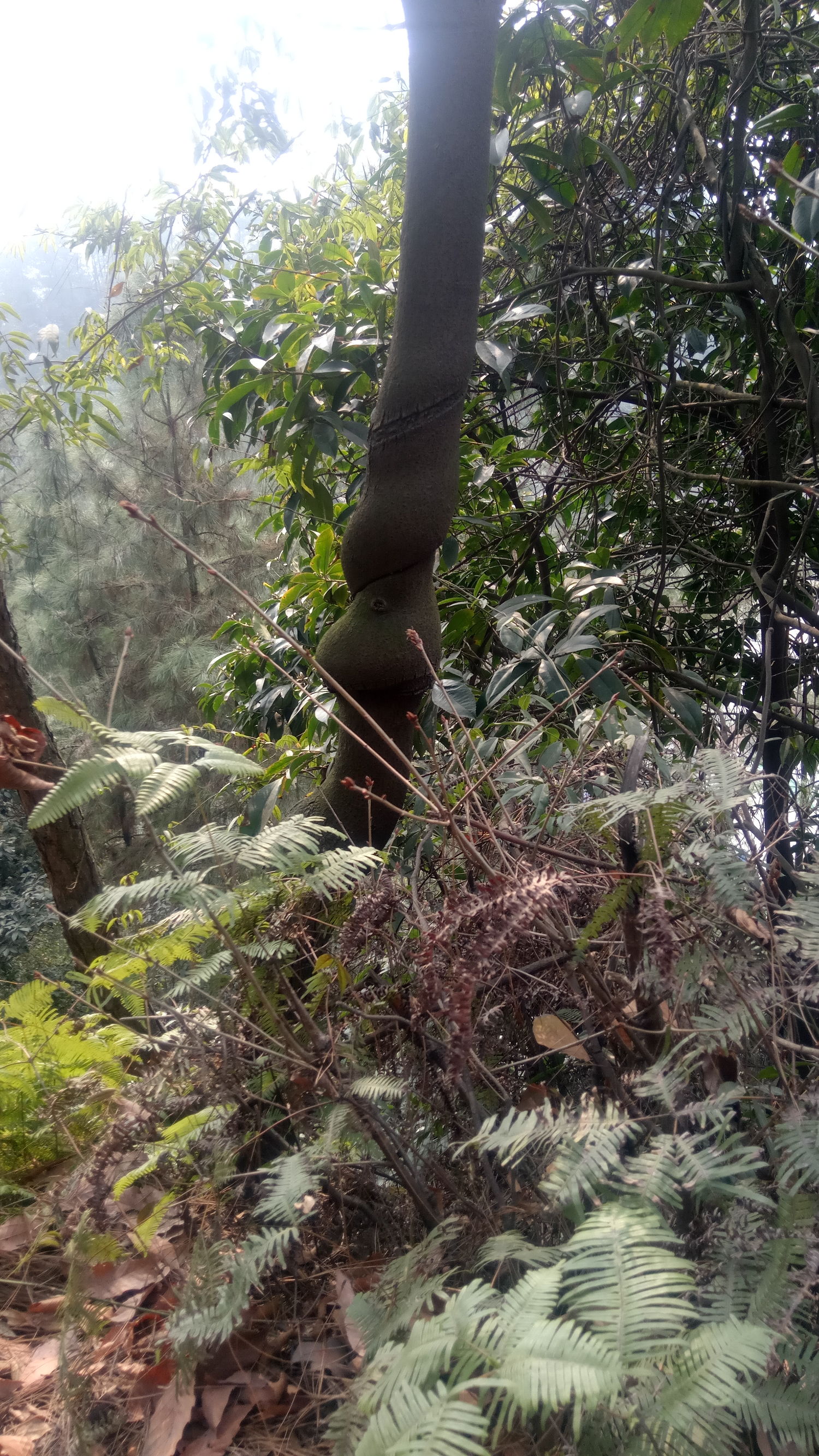 纯天然氧吧是锻炼的好地方,天然氧吧骑行好去处