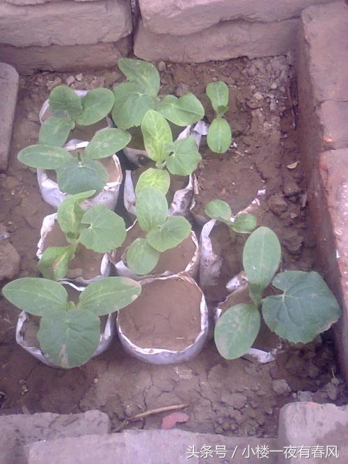 阳台种瓜的做法,绞丝金丝瓜南方种植方法