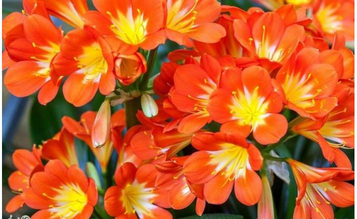 家里养的花死了怎么救活,家里养的花死了一生不愁吃穿