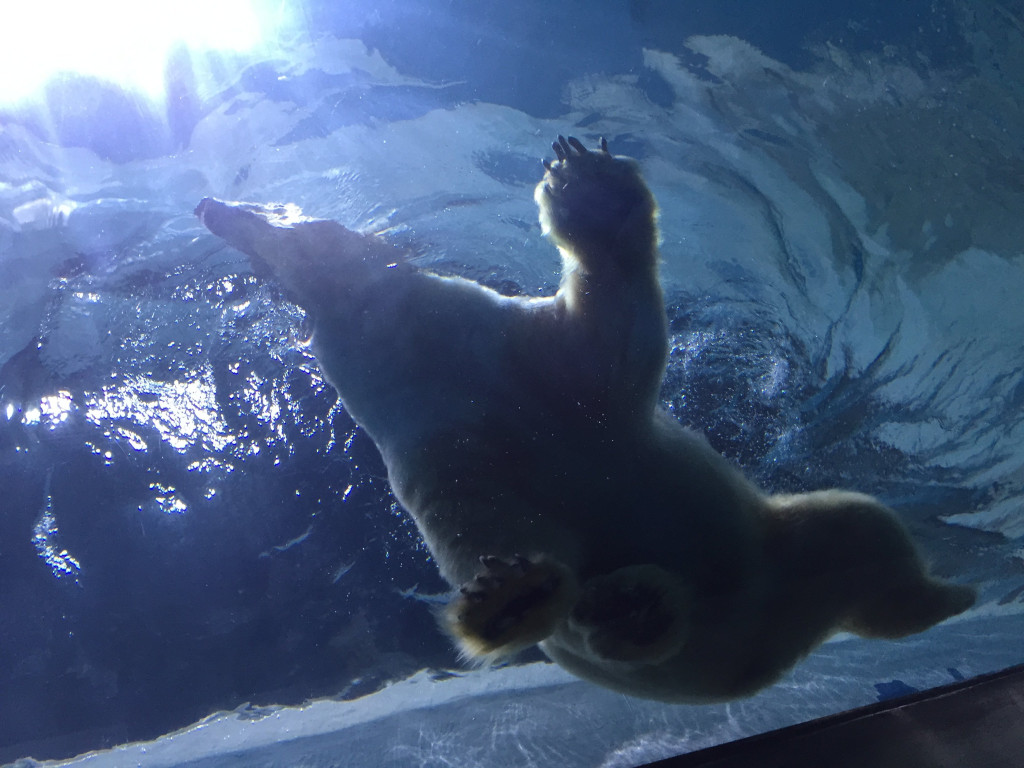 去珠海长隆海洋王国住哪里好,海昌海洋公园和长隆海洋王国
