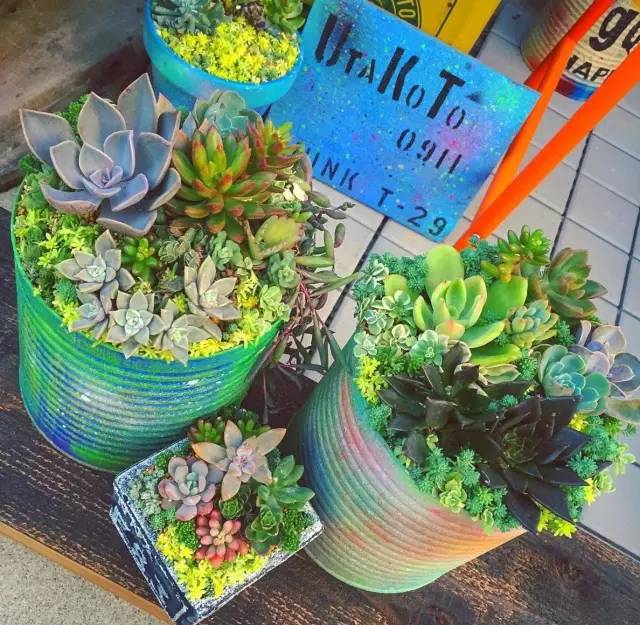 有一家多肉解忧杂货铺是一种怎样的体验