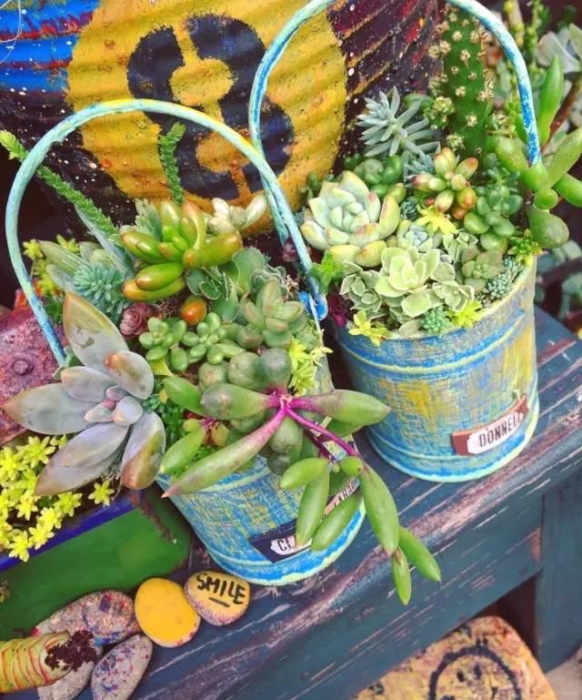 有一家多肉解忧杂货铺是一种怎样的体验