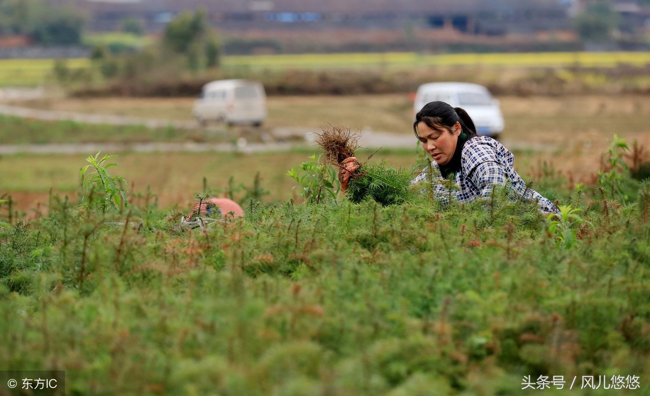 杉木苗好不好种,杉木良种繁育