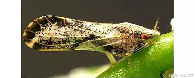 柑橘春季防治红蜘蛛的最佳时间,柑橘清园红蜘蛛如何消灭