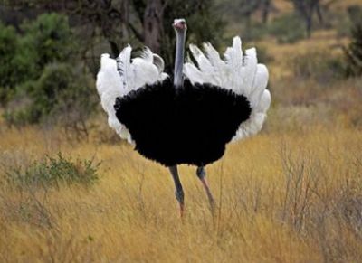 鸵鸟多少钱一颗蛋,鸵鸟一年产蛋多少枚