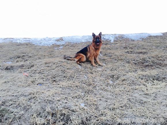 父母都是纯种狗后代为什么像串串,父母都是柯基就是纯种吗