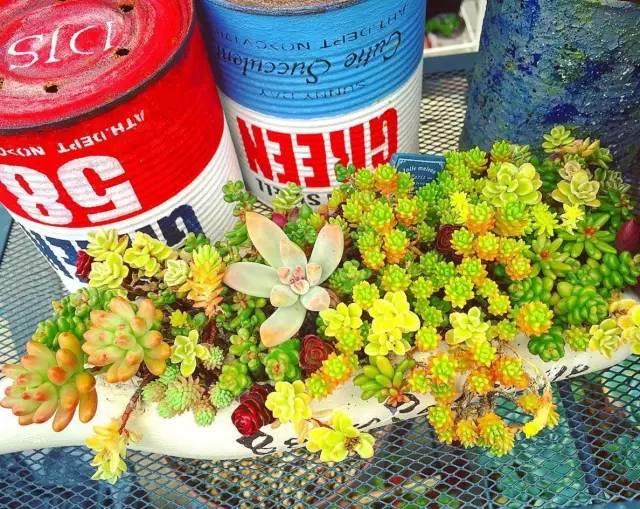 有一家多肉解忧杂货铺是一种怎样的体验