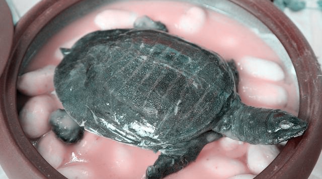 白鸽汤骨质疏松,滋补骨质疏松养生保健汤