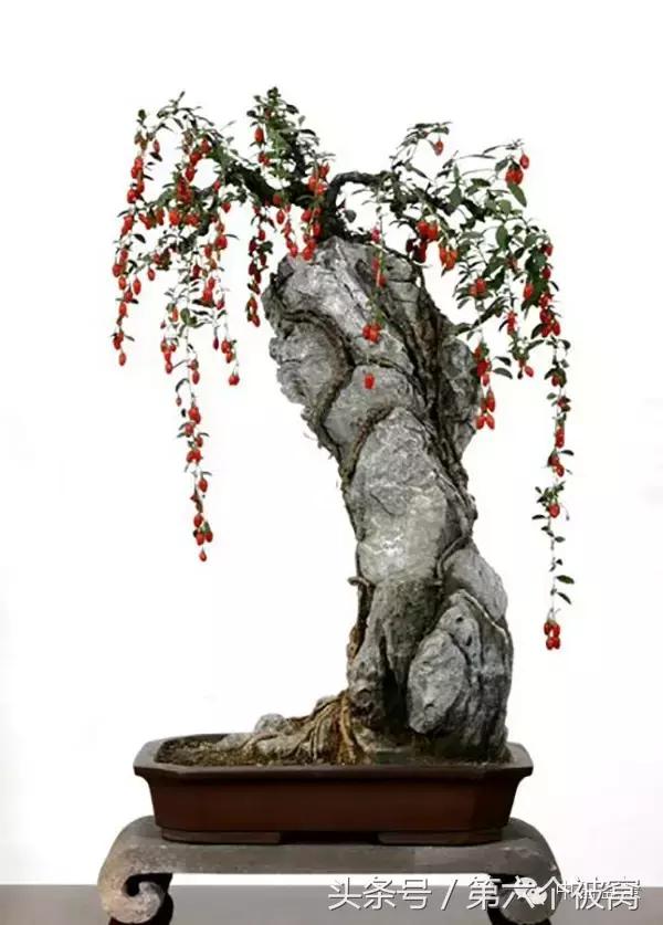 芽叶枝花都可赏,北国红豆亦相思