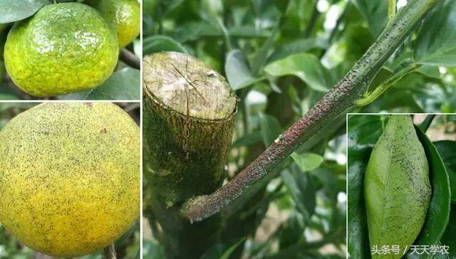 柑橘春季防治红蜘蛛的最佳时间,柑橘清园红蜘蛛如何消灭