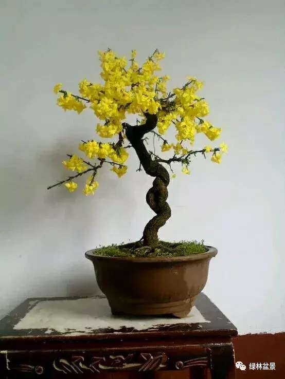 造型独特的迎春花盆景,迎春花盆景有哪些造型特点