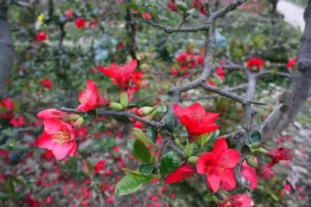 海棠花全部盛开,中国最大的海棠花观赏地
