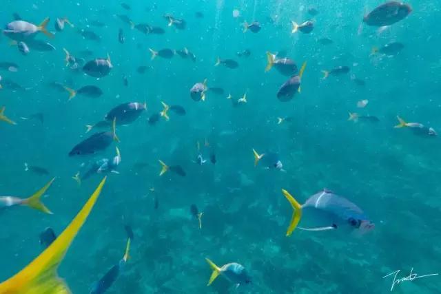 帕劳去玩的人多吗,帕劳到巴厘岛