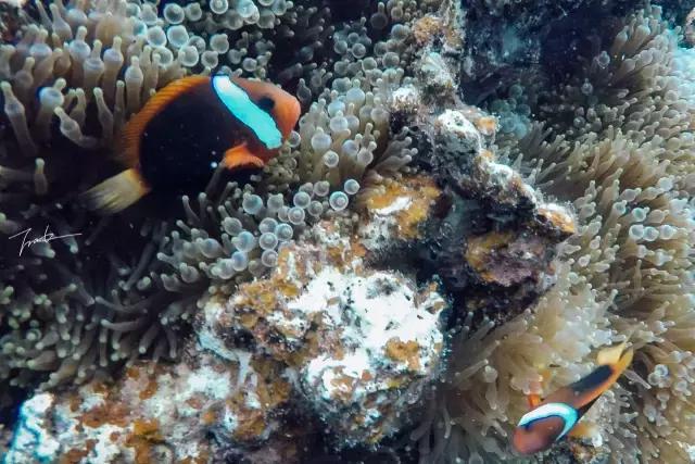 帕劳去玩的人多吗,帕劳到巴厘岛