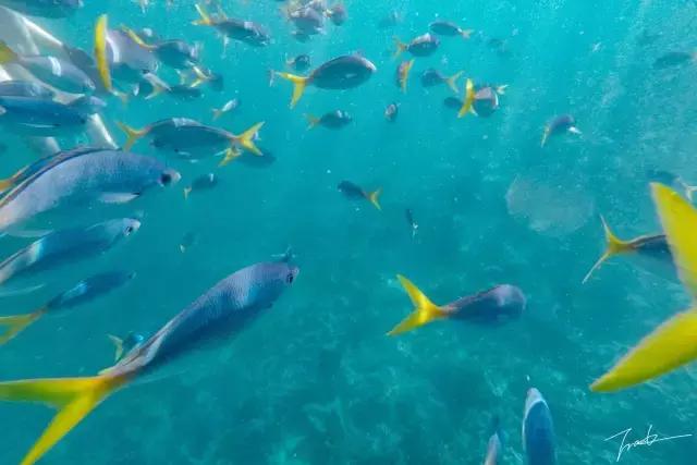 帕劳深度游出海,帕劳深潜体验