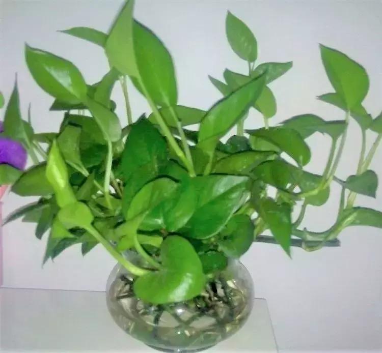 揪片叶子丢水里，呼啦啦长出一大片，开花了忒漂亮！