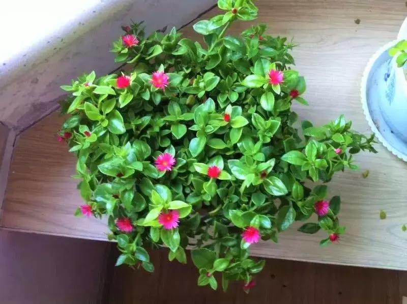 揪片叶子丢水里，呼啦啦长出一大片，开花了忒漂亮！