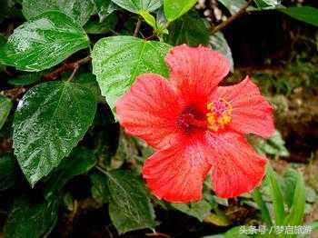 亚洲四小虎马来西亚,亚洲四小虎最新视频