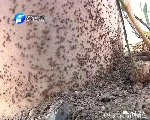 河南什么地方出现大量黑虫,河南村民发现红色线虫