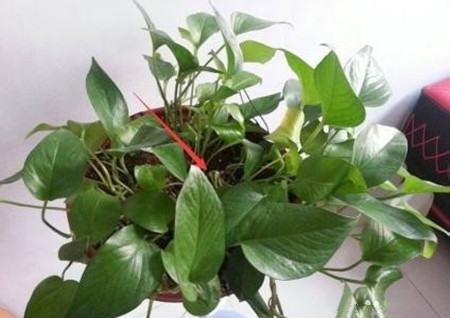 绿萝长高了怎么摆放,绿萝长高了中间的棍子短了怎么办