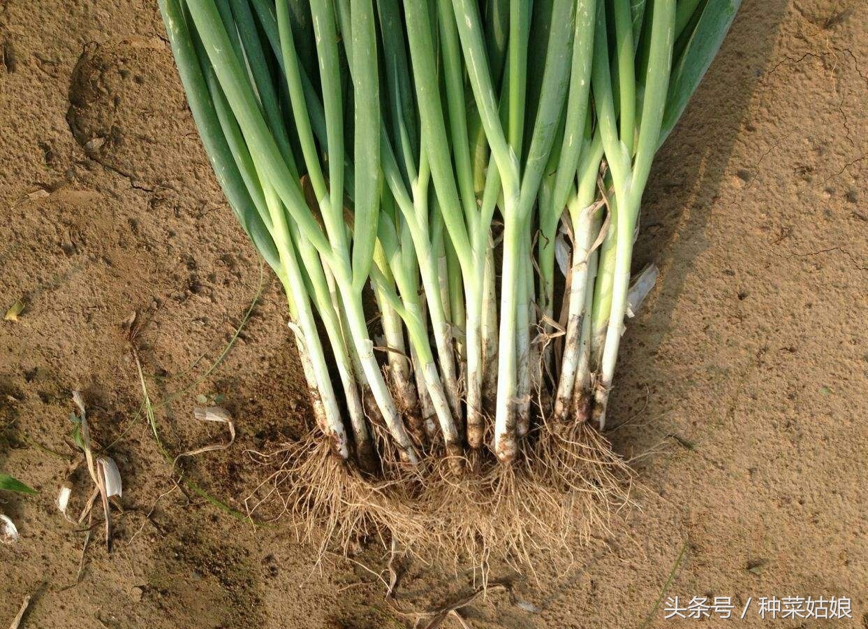 春播大葱这样育秧,大葱怎样移栽才能使葱苗变直