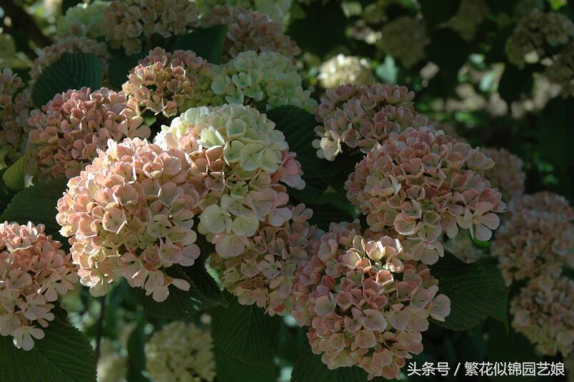 紫色长的像绣球一样的花,像蝴蝶一样的绣球