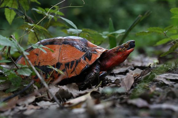 乌龟出眠时的正确方法,乌龟出眠的正确方法