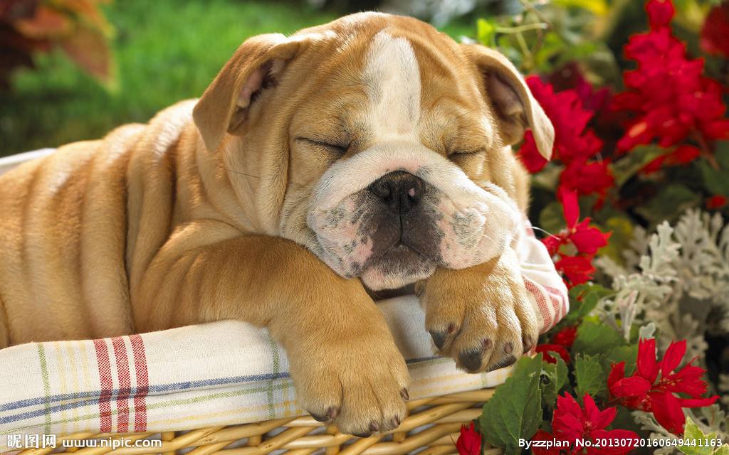 短毛狗最怕什么？——皮肤病