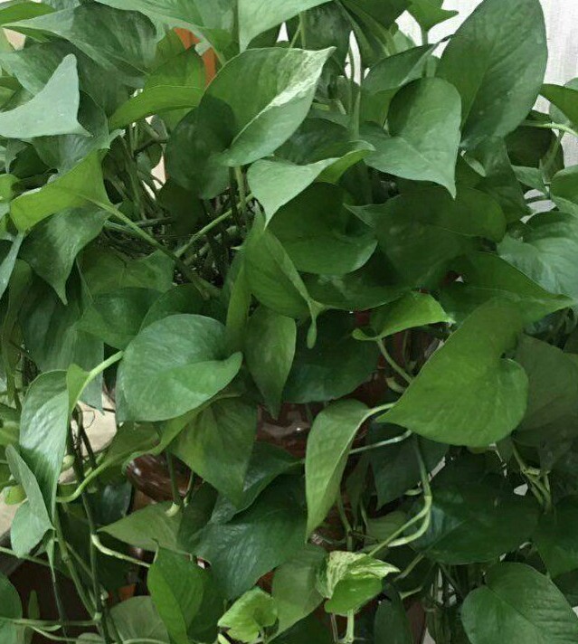 绿萝选枝条水养,养绿萝用的套盆