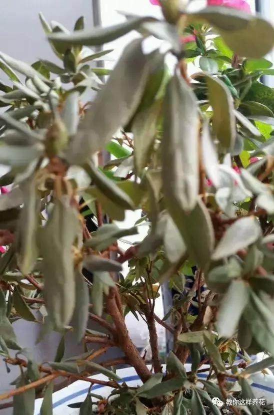 绿萝发财树杜鹃发黄萎蔫枯死，一个塑料袋就能救回！