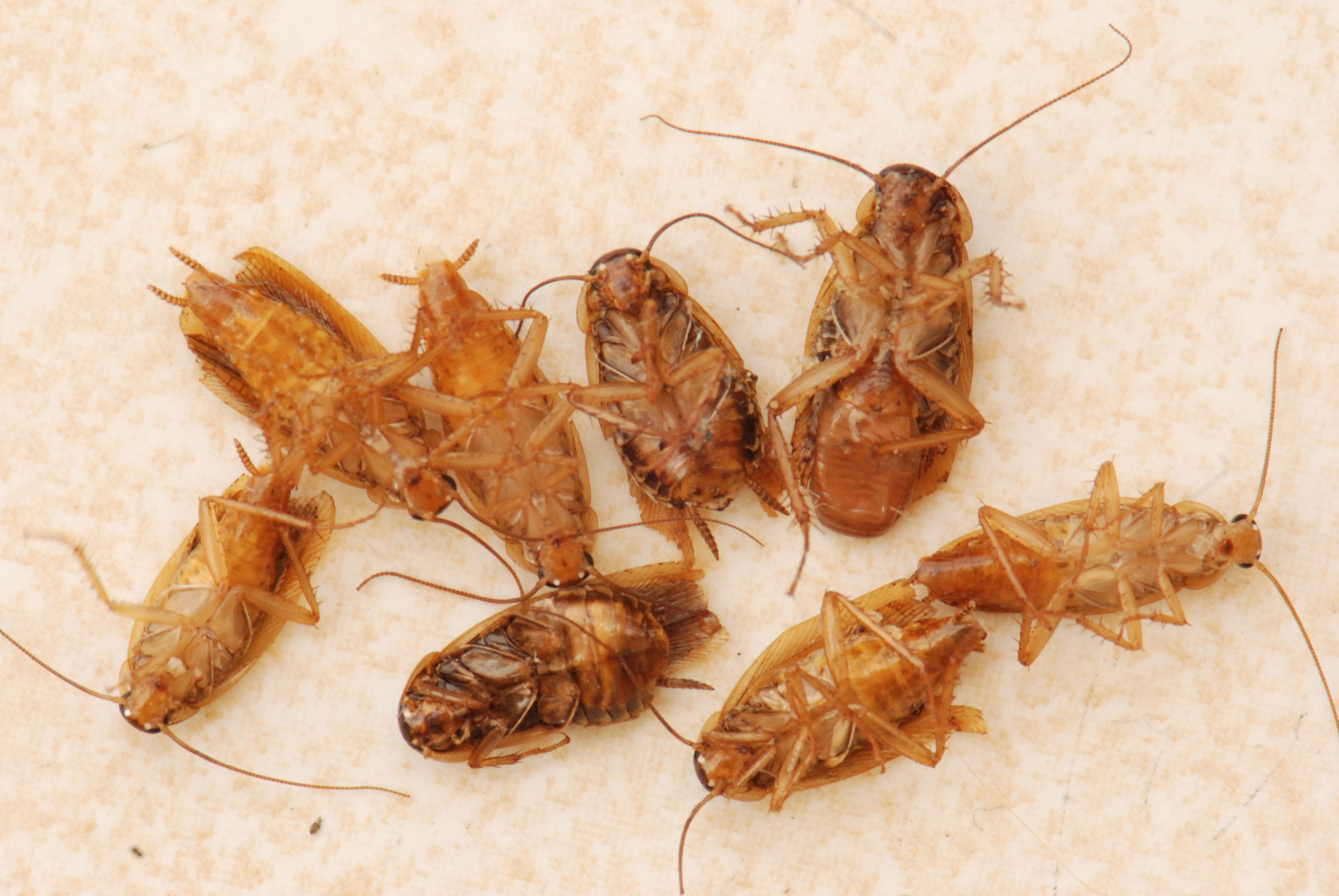 什么品牌蟑螂药好用,什么品牌蟑螂药好使又安全