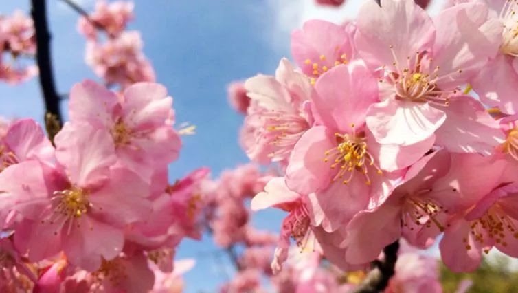上海新年一定要去的地方,过年上海去哪玩好又便宜又好玩