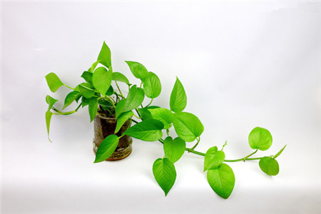 绿萝长高了怎么摆放,绿萝长高了中间的棍子短了怎么办