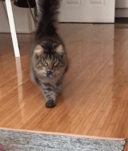 最会撩的挪威森林猫,高贵优雅灵动自然挪威森林猫