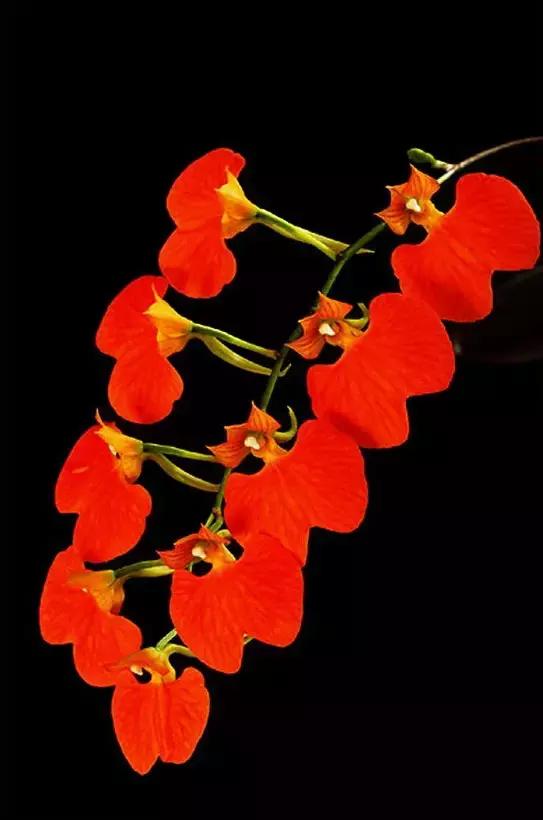 几十种漂亮又特别的兰花邀您共赏,一花一草一世界精品兰花欣赏