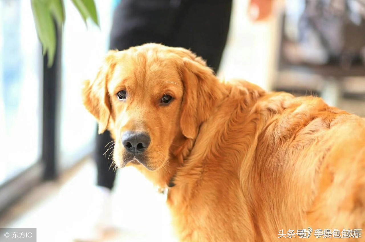 新加坡捡垃圾的视频,新加坡有捡破烂的