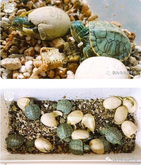 这龟白送你都不要,这篇阅读量要仆街