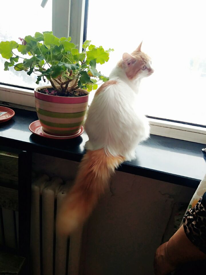 如何确定自家的猫主子到了求偶期?怎么应对?