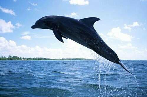 趣味谜语创作,趣味谜语书