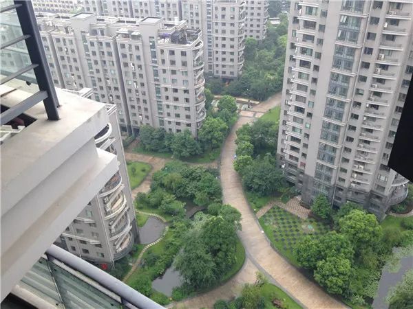 那些被老鼠耍得团团转的猫咪,两只傻猫被老鼠玩的团团转