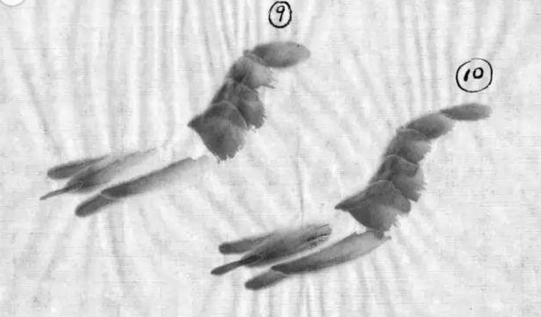 水墨大虾怎么画,水墨彩色大虾画