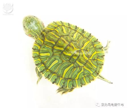 这龟白送你都不要,这篇阅读量要仆街