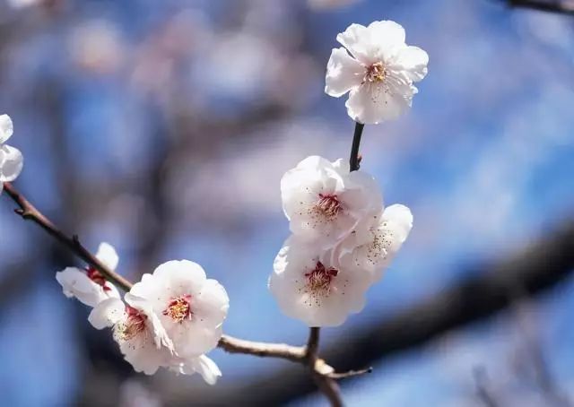 深圳春游十大好去处要门票,深圳春游亲子最佳去处