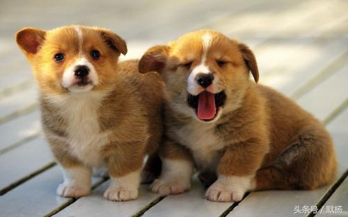 狗年旺：汉语与英语文化中关于狗的俗话......