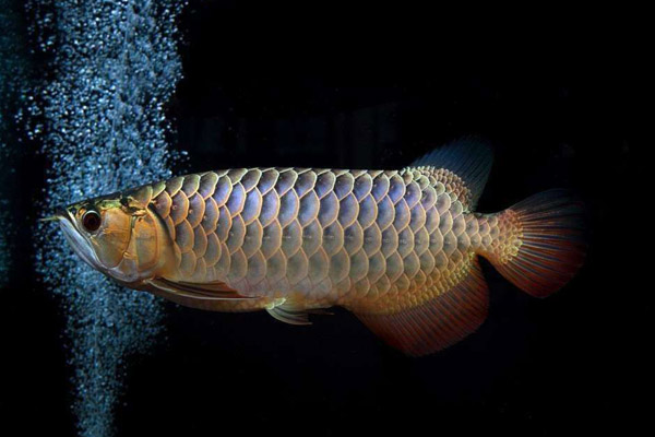 龙鱼翻鳃病怎么治疗,龙鱼如何快速退垢