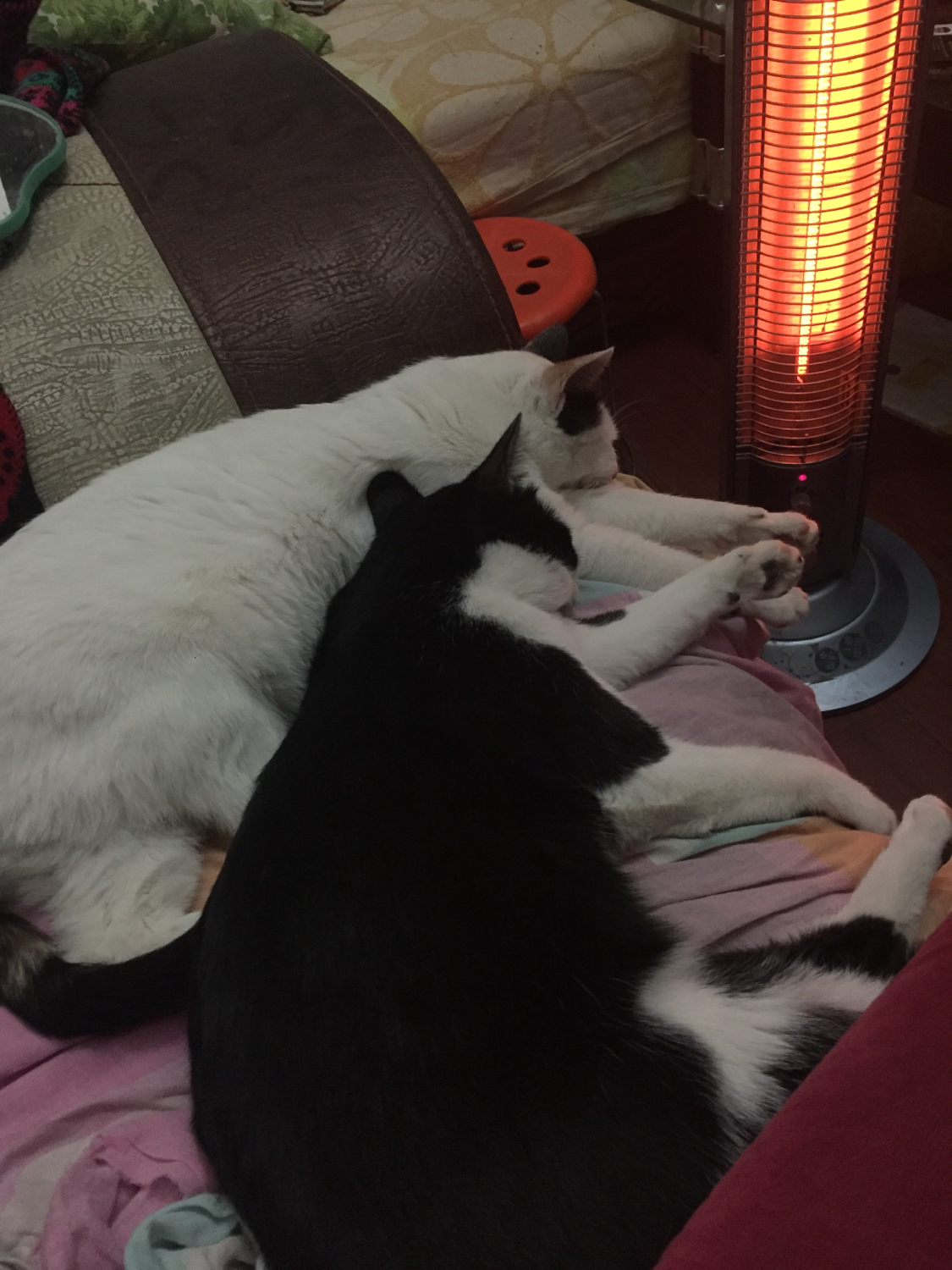 猫的胡须能招财吗 (猫的胡须招财)